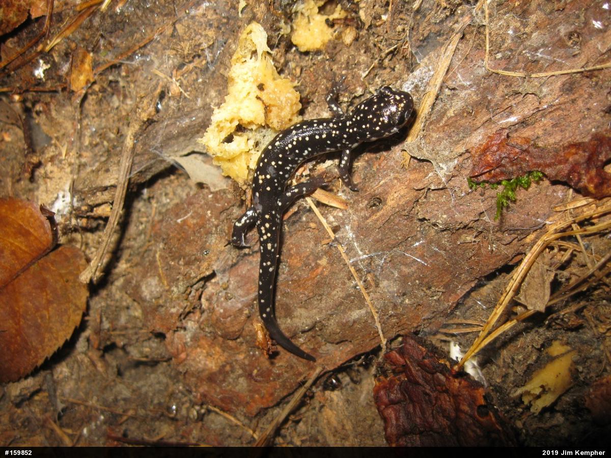Northern Slimy Salamander