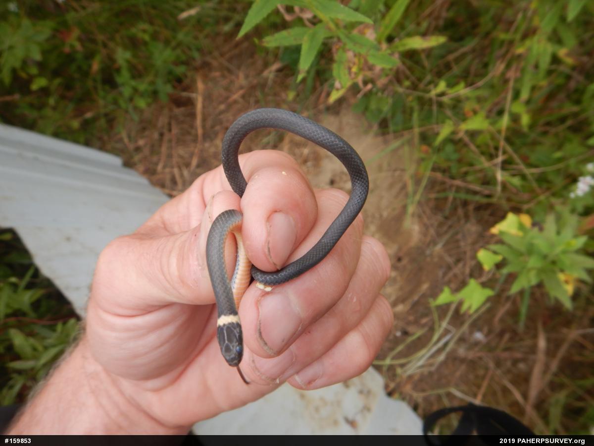 Northern Ring-necked Snake