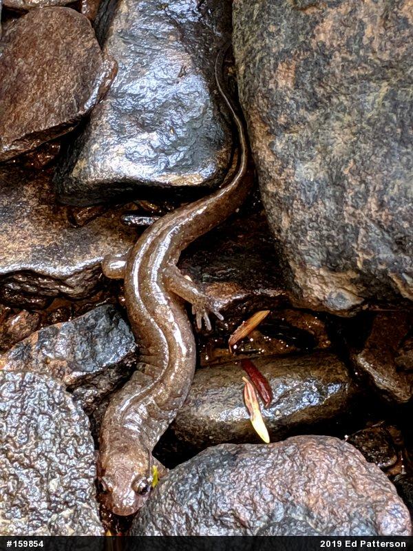 Northern Dusky Salamander