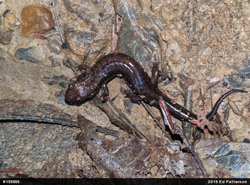 Allegheny Mountain Dusky Salamander