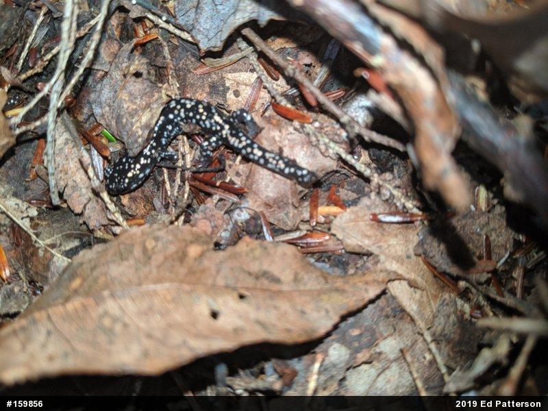 Northern Slimy Salamander