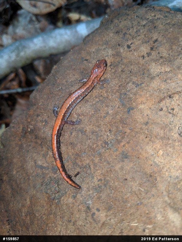 Eastern Red-backed  Salamander