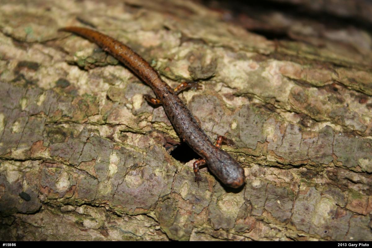 Four-toed Salamander
