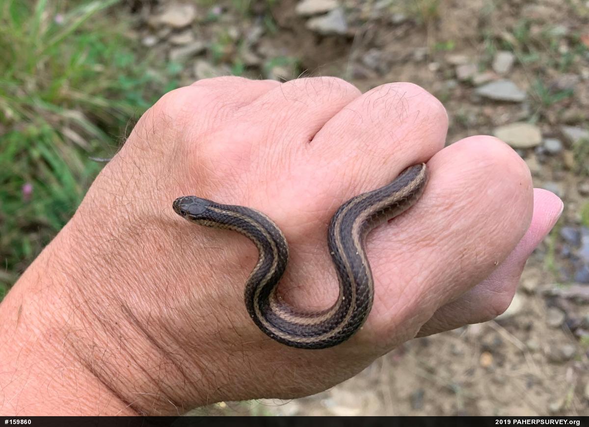 Shorthead Gartersnake