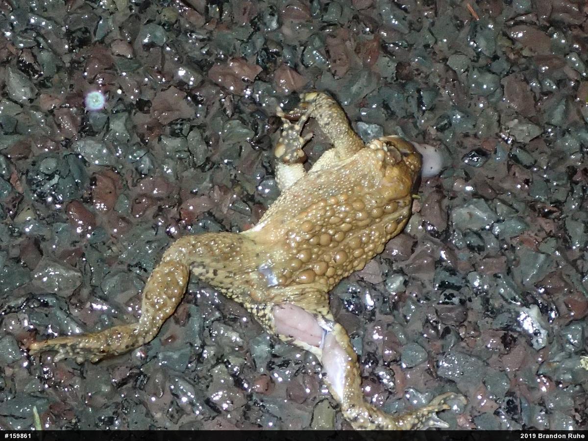 Eastern American Toad