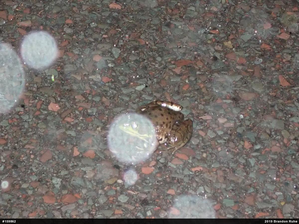 Green Frog