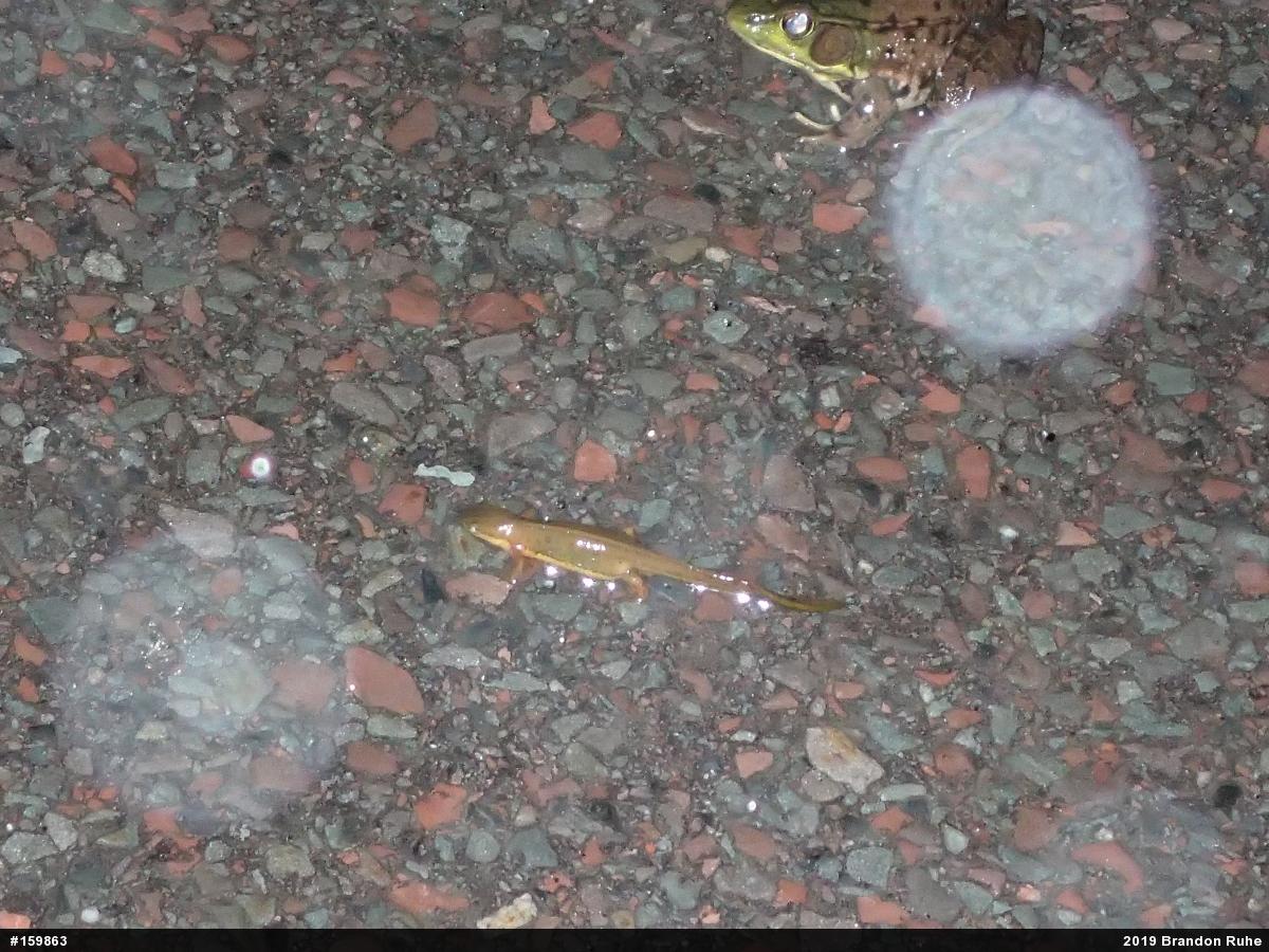 Red-spotted Newt