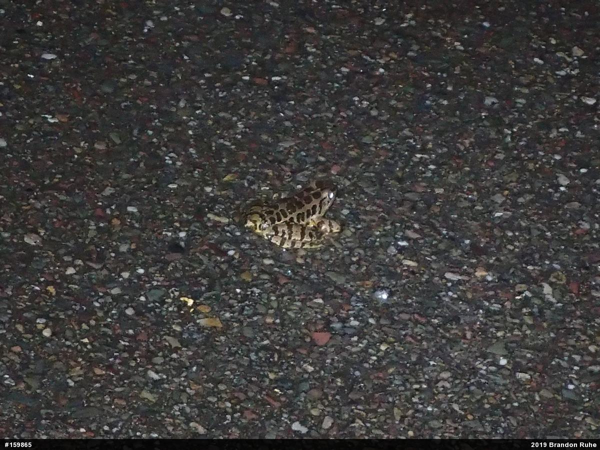 Pickerel Frog