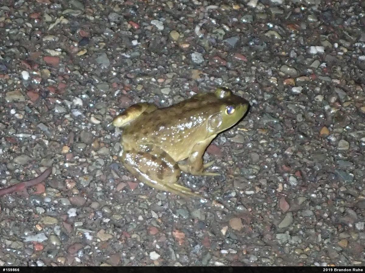 American Bullfrog