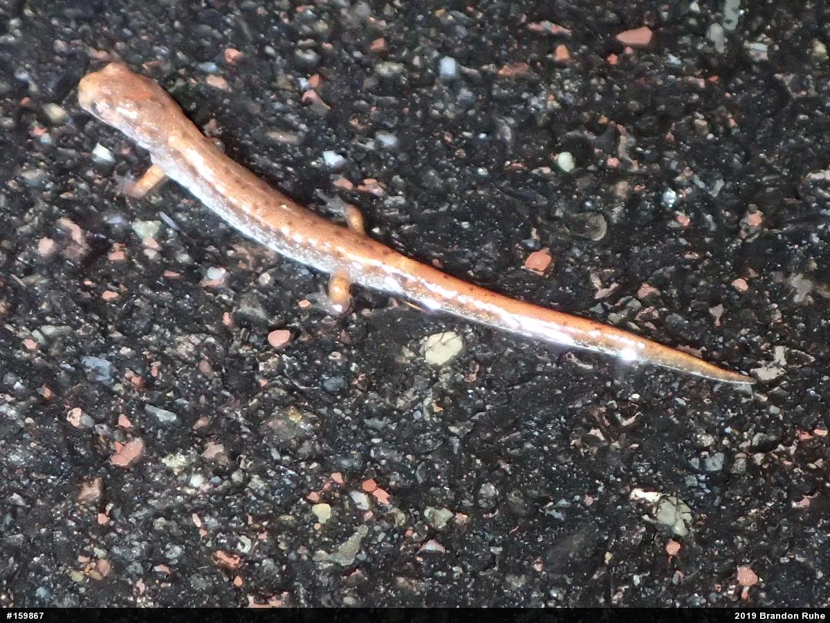 Four-toed Salamander
