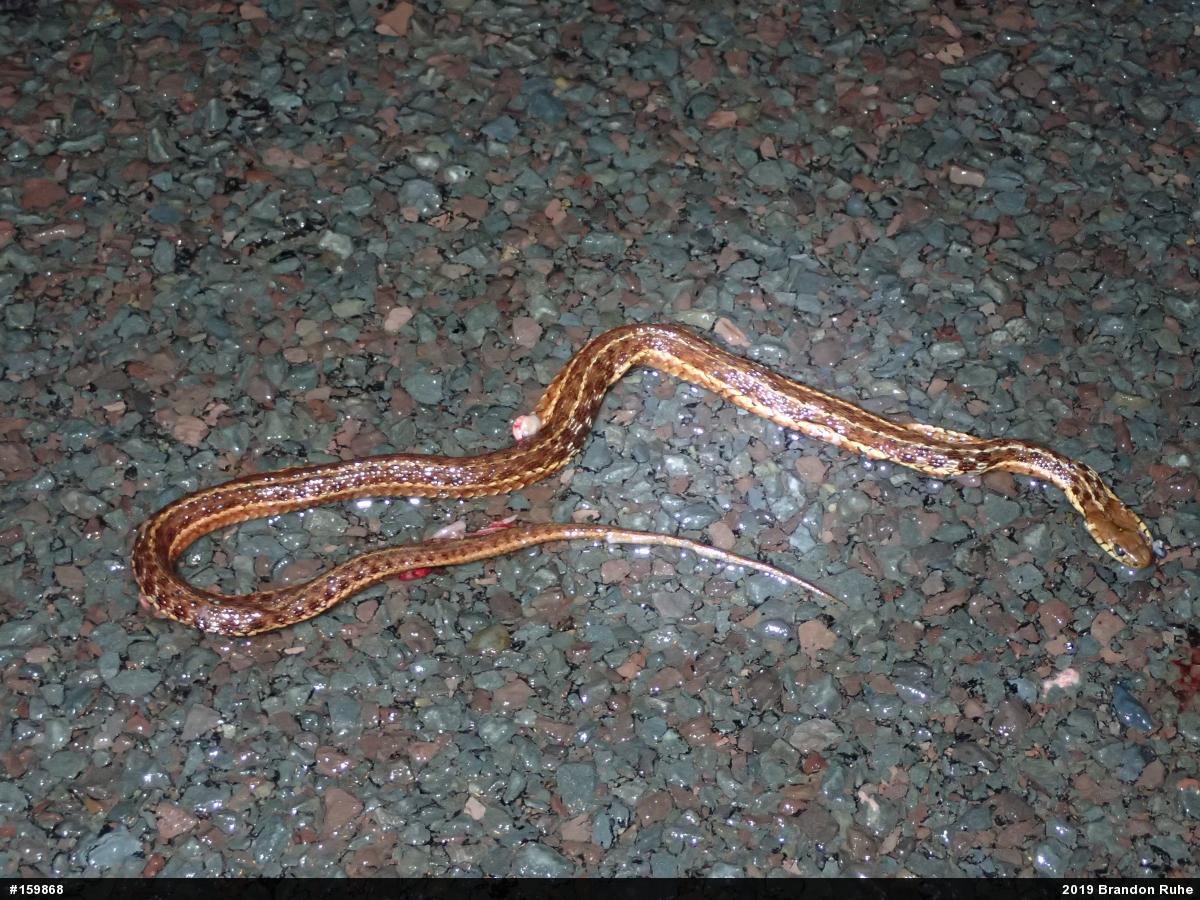 Eastern Gartersnake