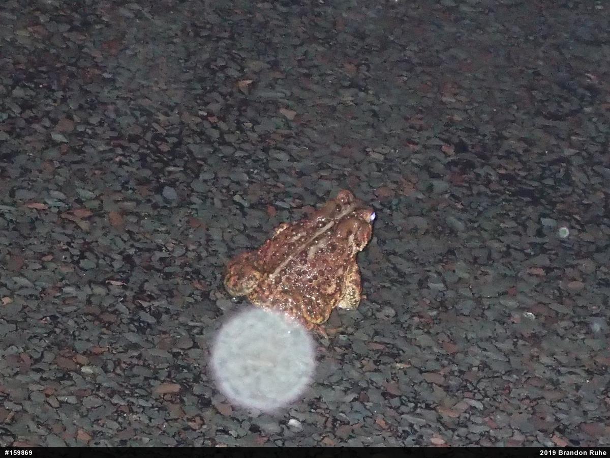 Eastern American Toad