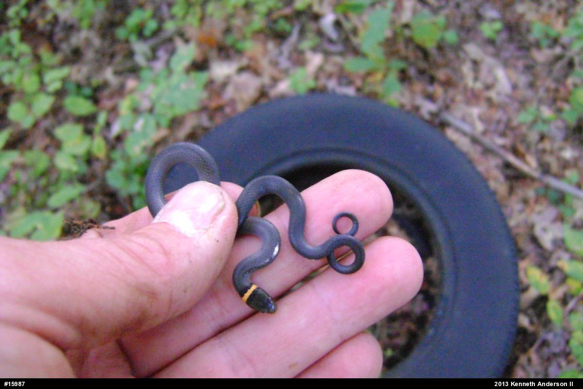 Northern Ring-necked Snake
