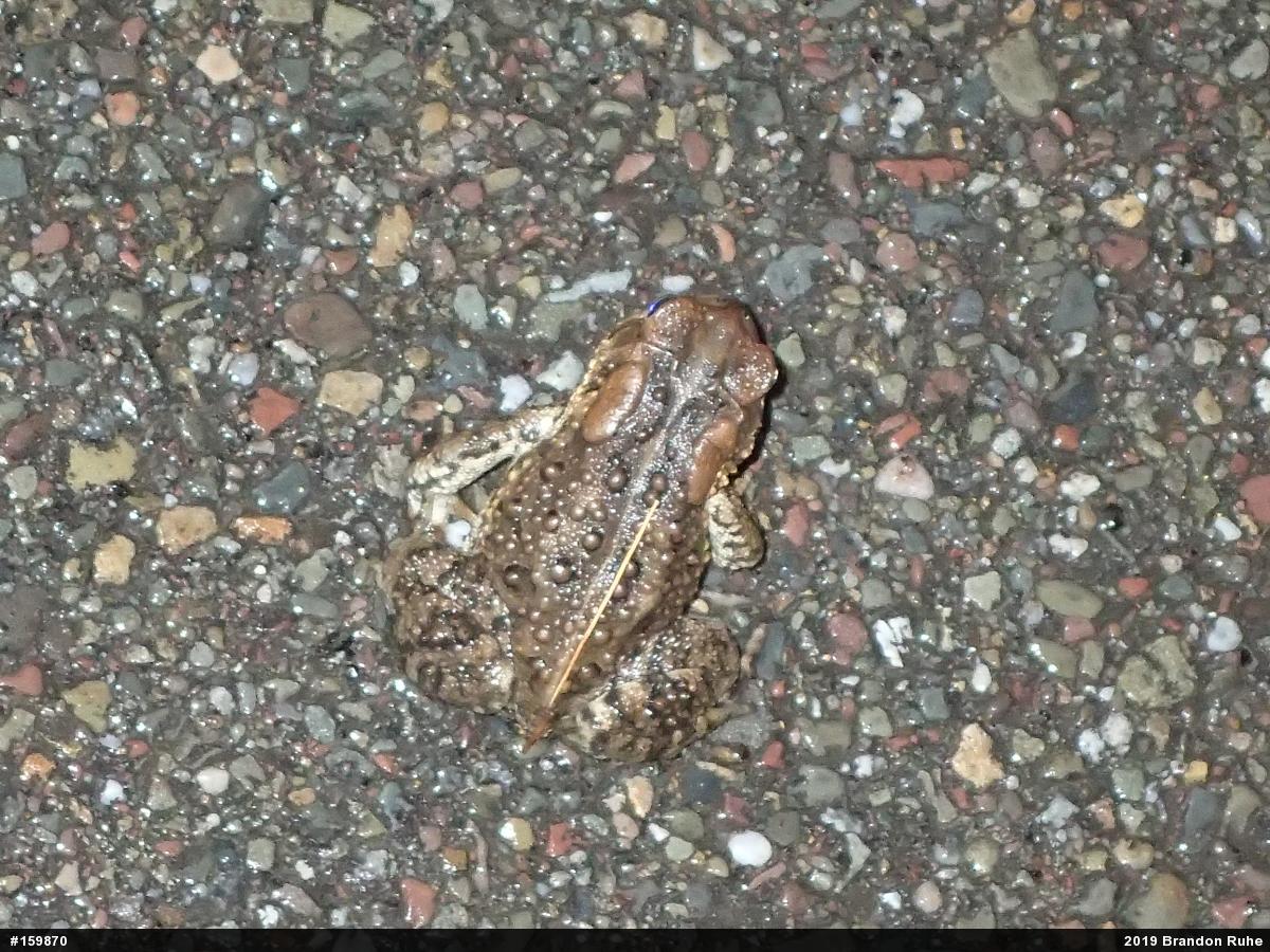Eastern American Toad