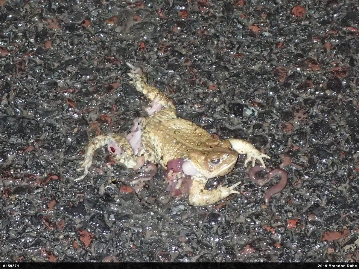 Eastern American Toad