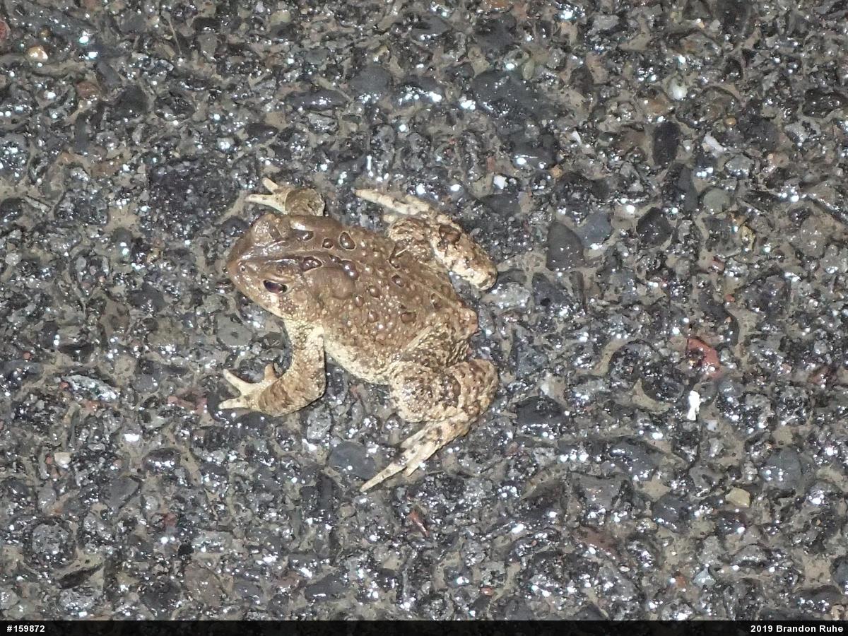 Eastern American Toad