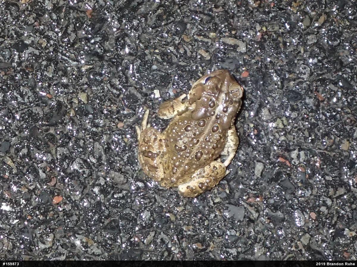 Eastern American Toad