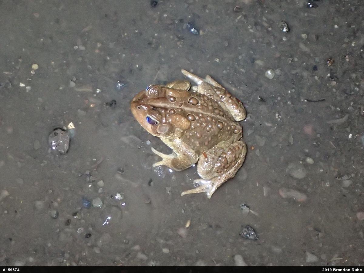 Eastern American Toad