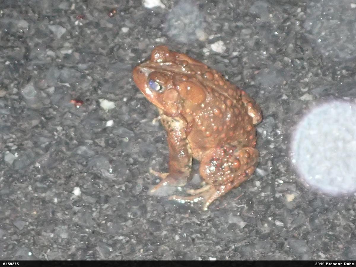 Eastern American Toad