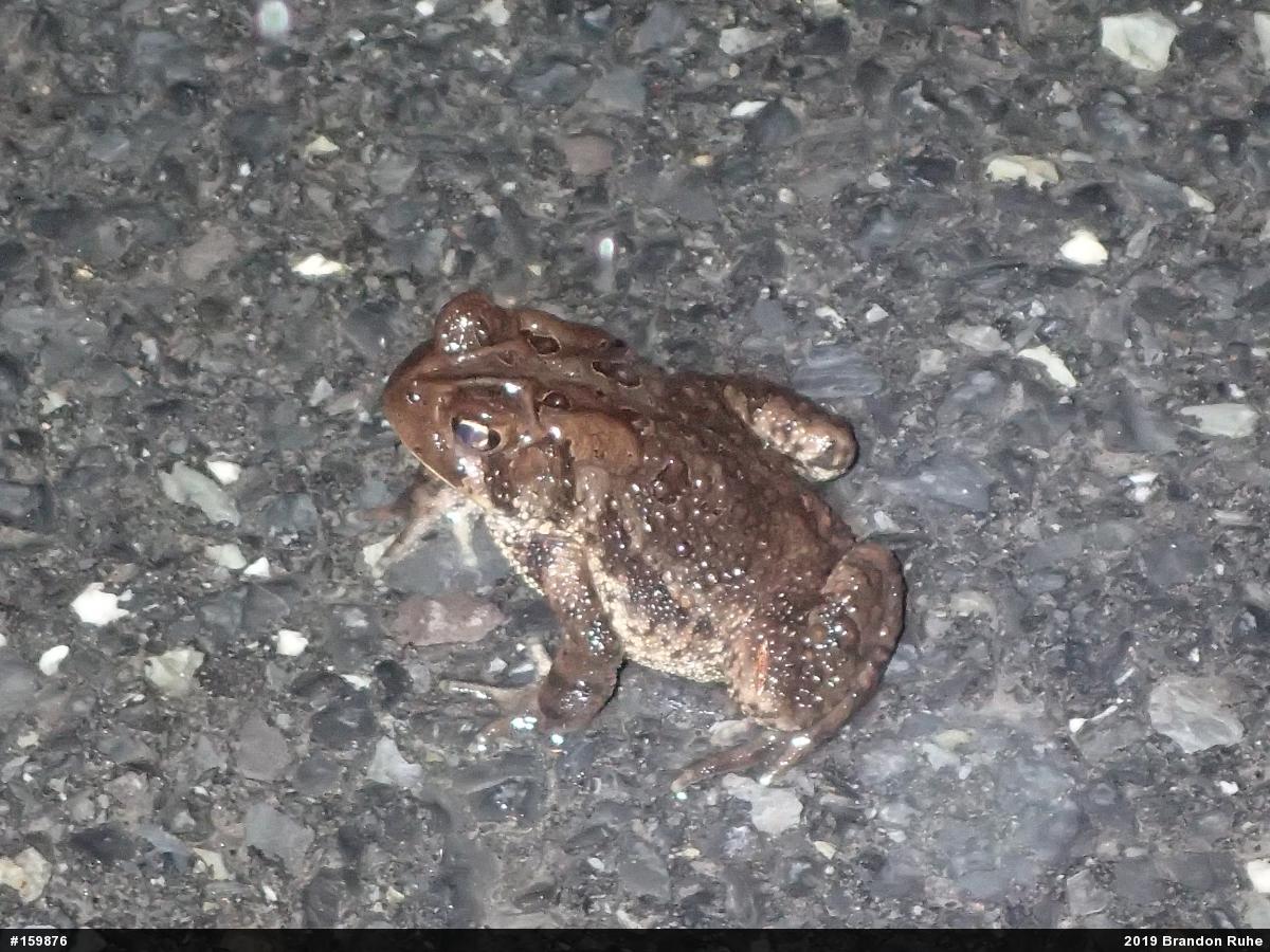 Eastern American Toad