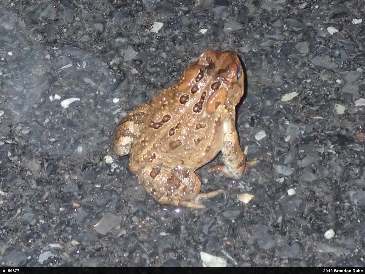 Eastern American Toad