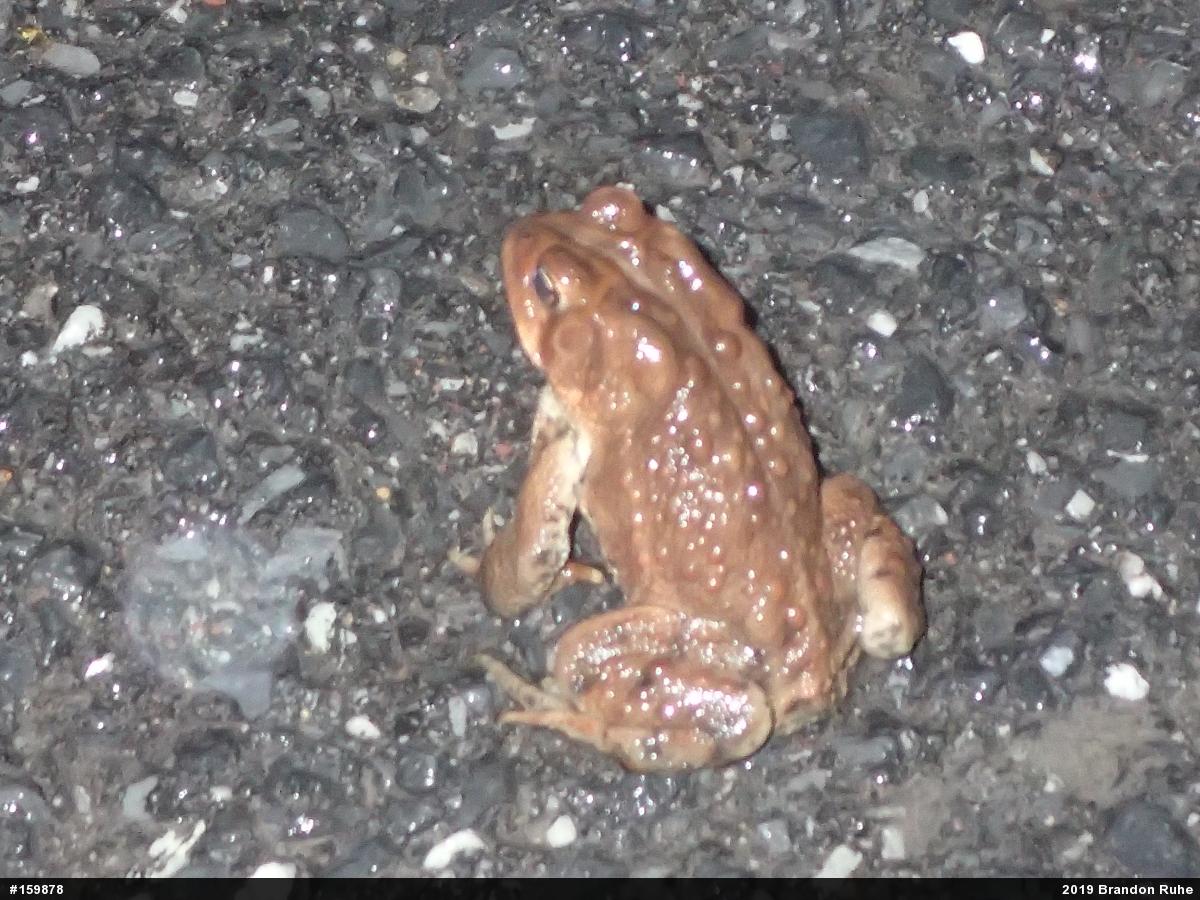 Eastern American Toad