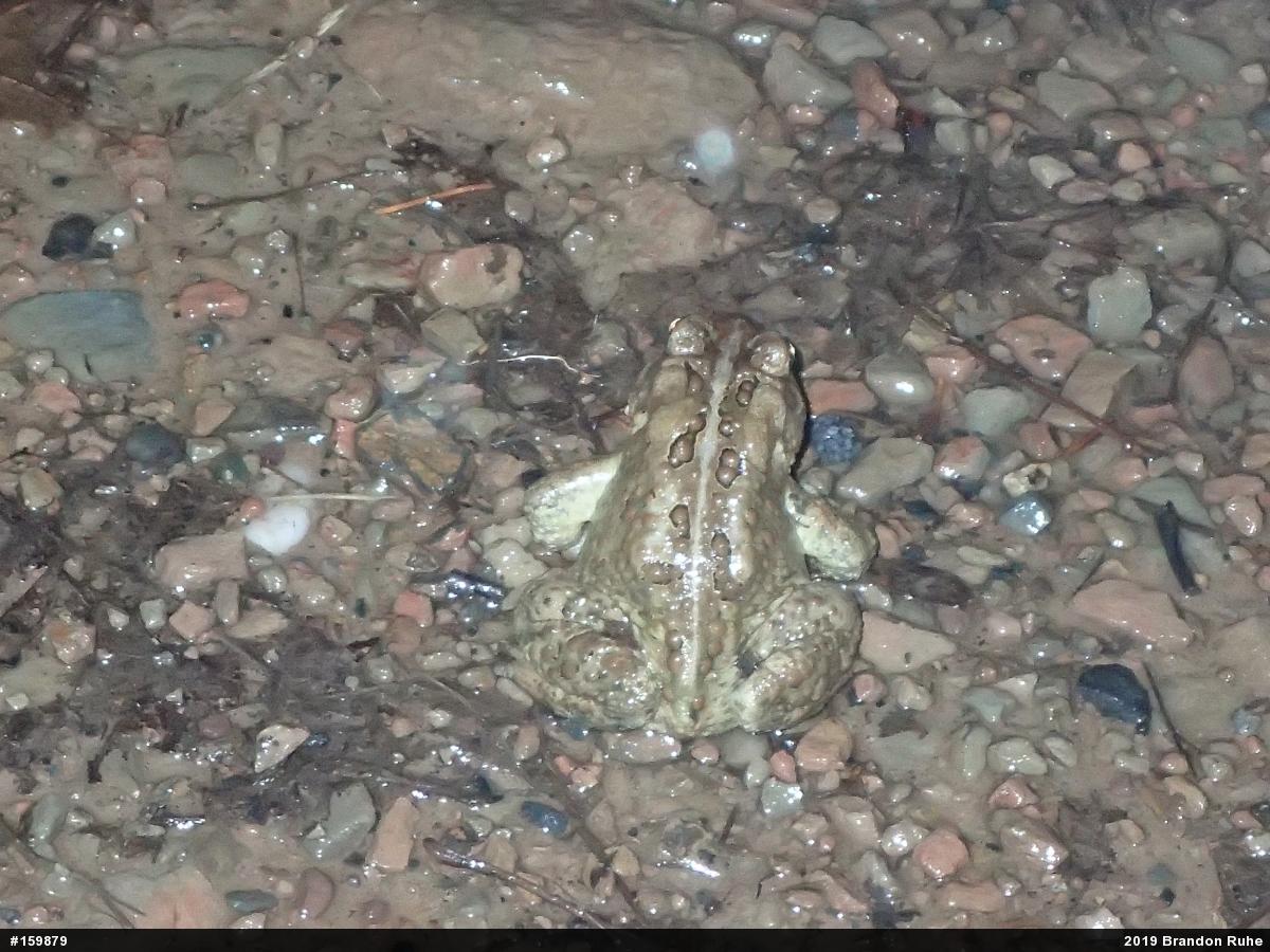 Eastern American Toad