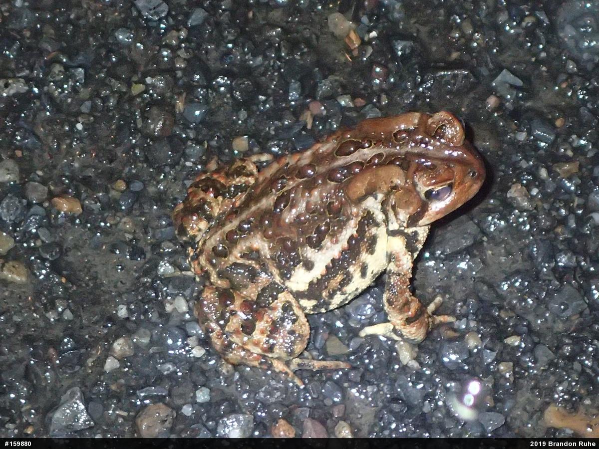 Eastern American Toad