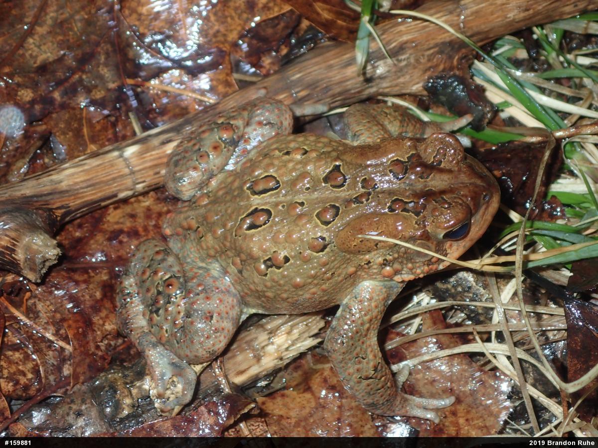 Eastern American Toad