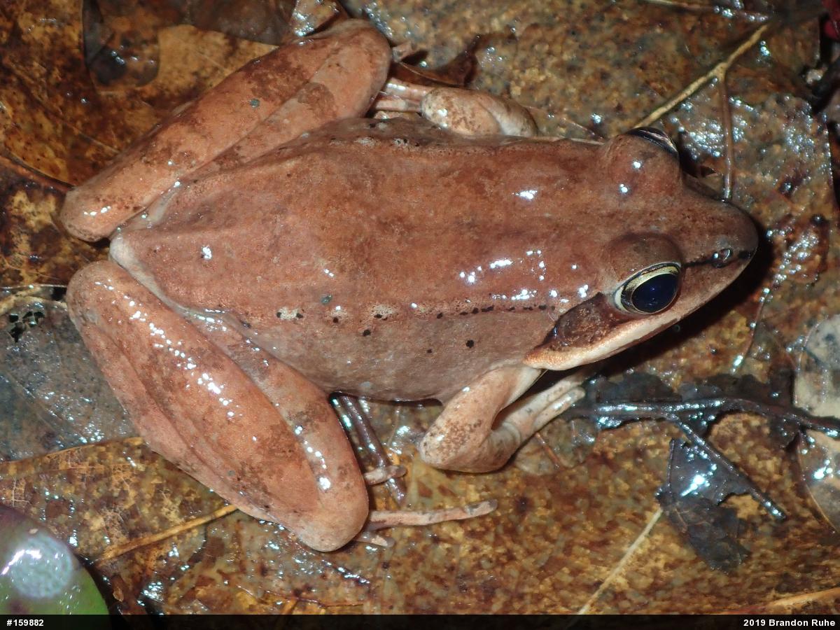 Wood Frog