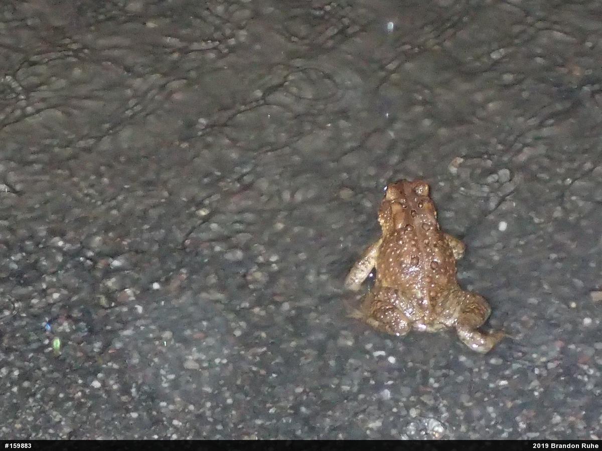 Eastern American Toad
