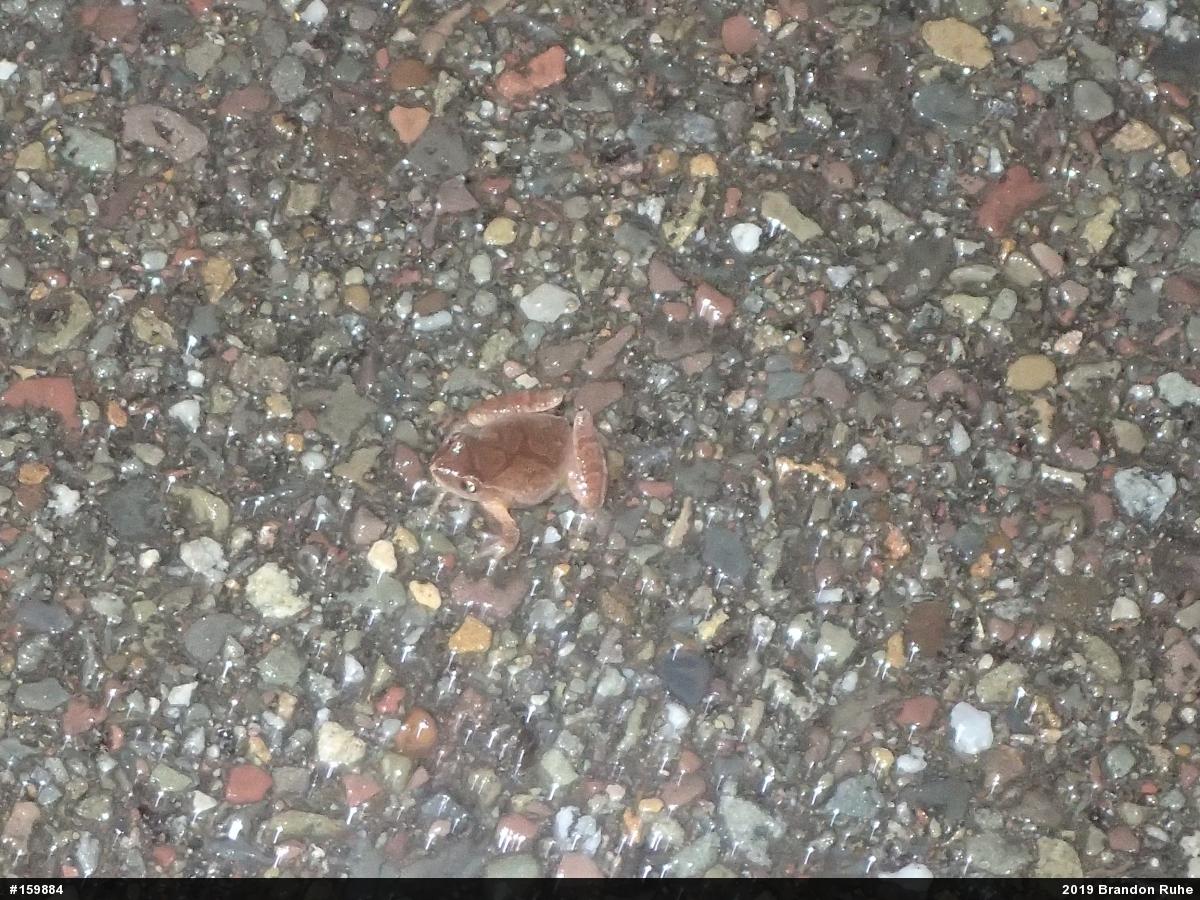 Spring Peeper