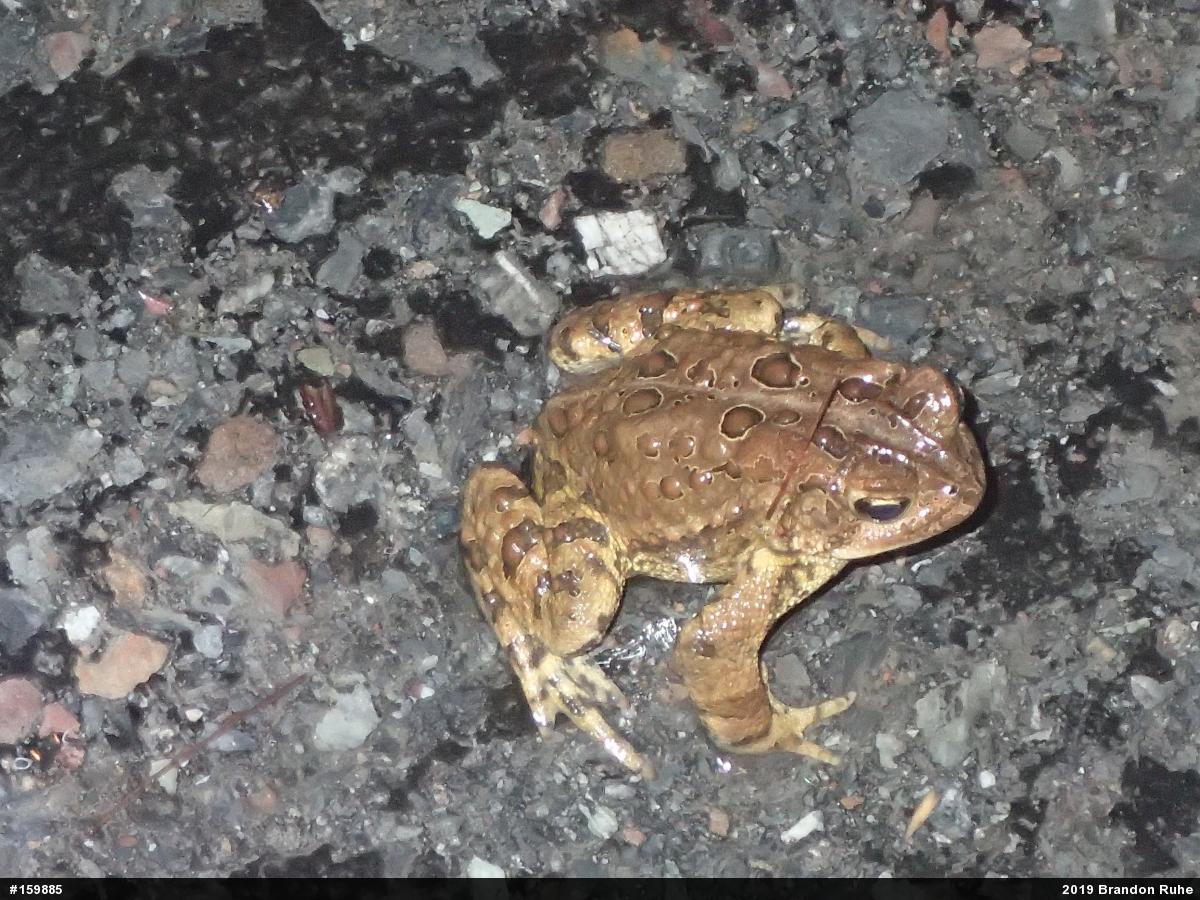 Eastern American Toad