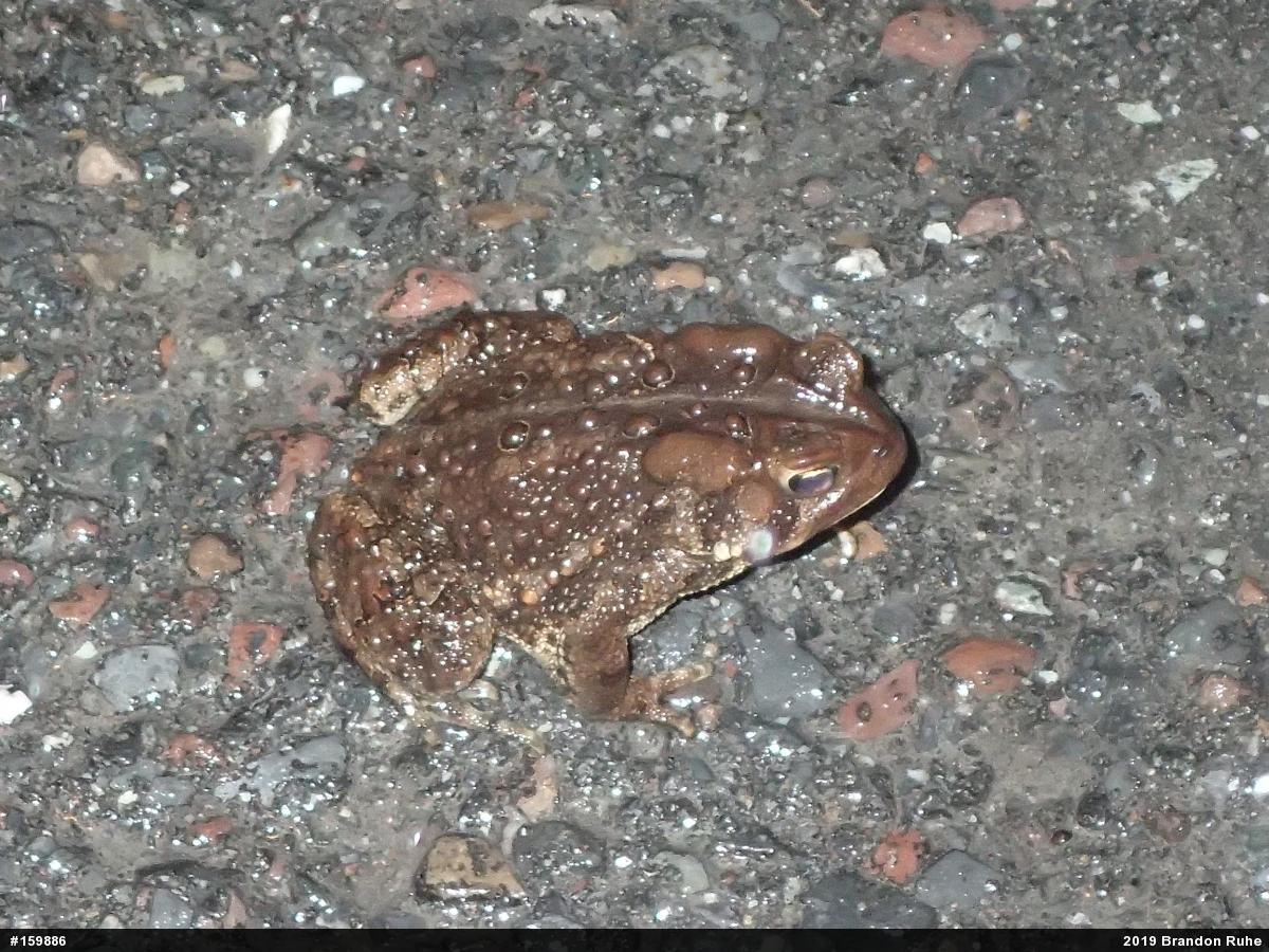 Eastern American Toad