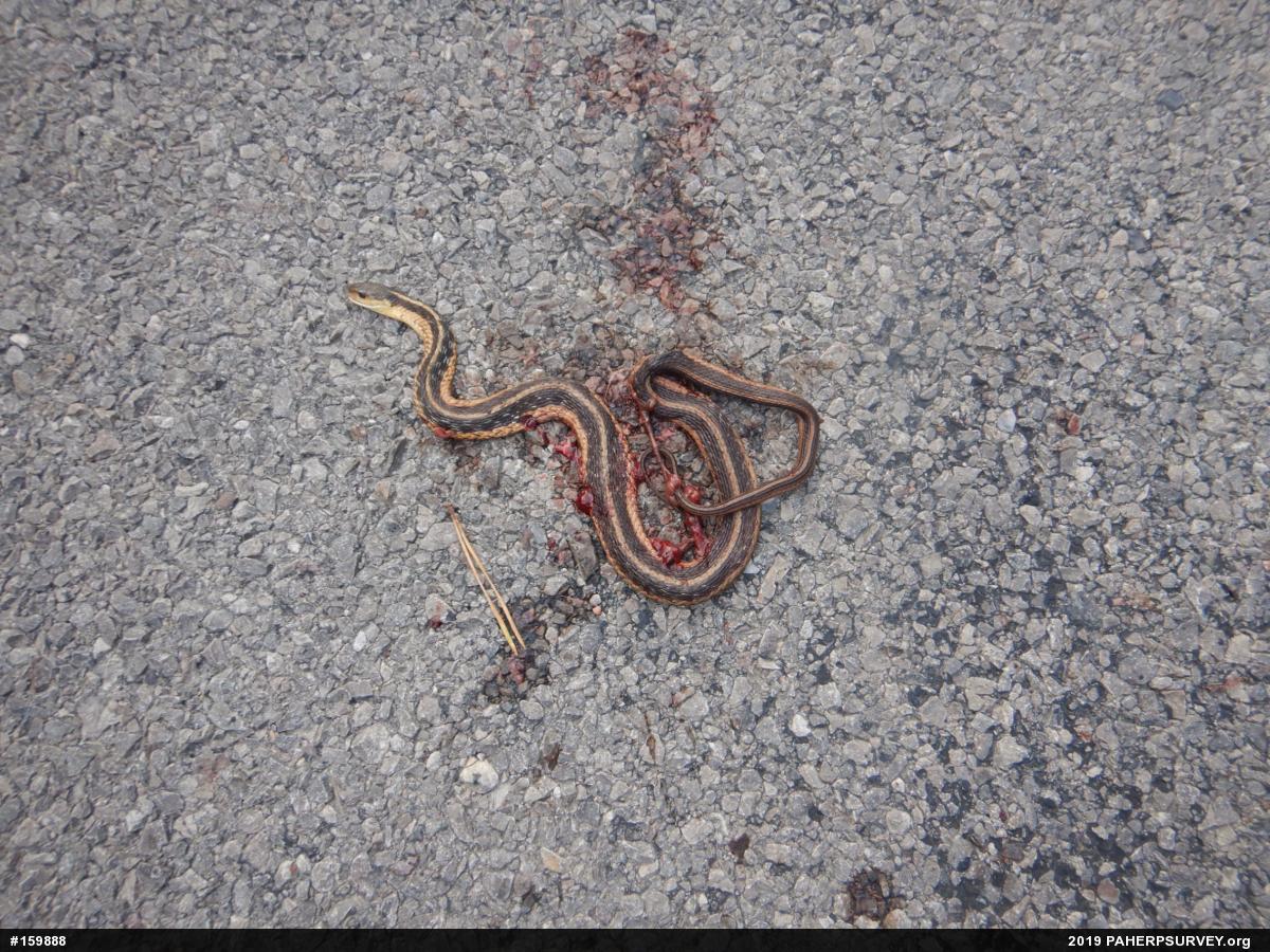 Eastern Gartersnake