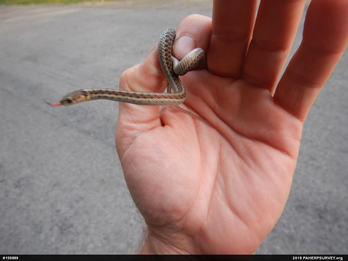 Eastern Gartersnake