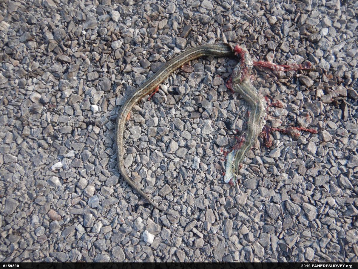 Shorthead Gartersnake