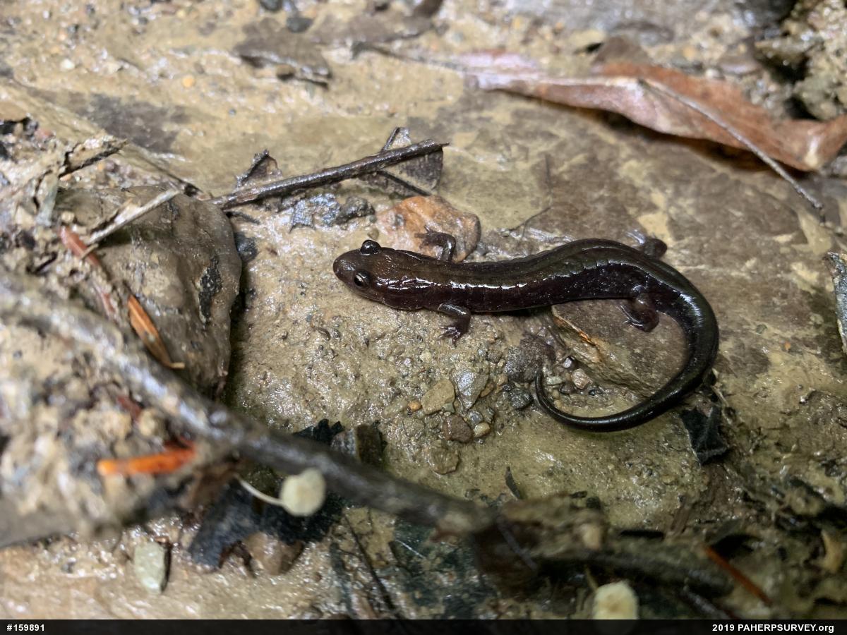 Allegheny Mountain Dusky Salamander