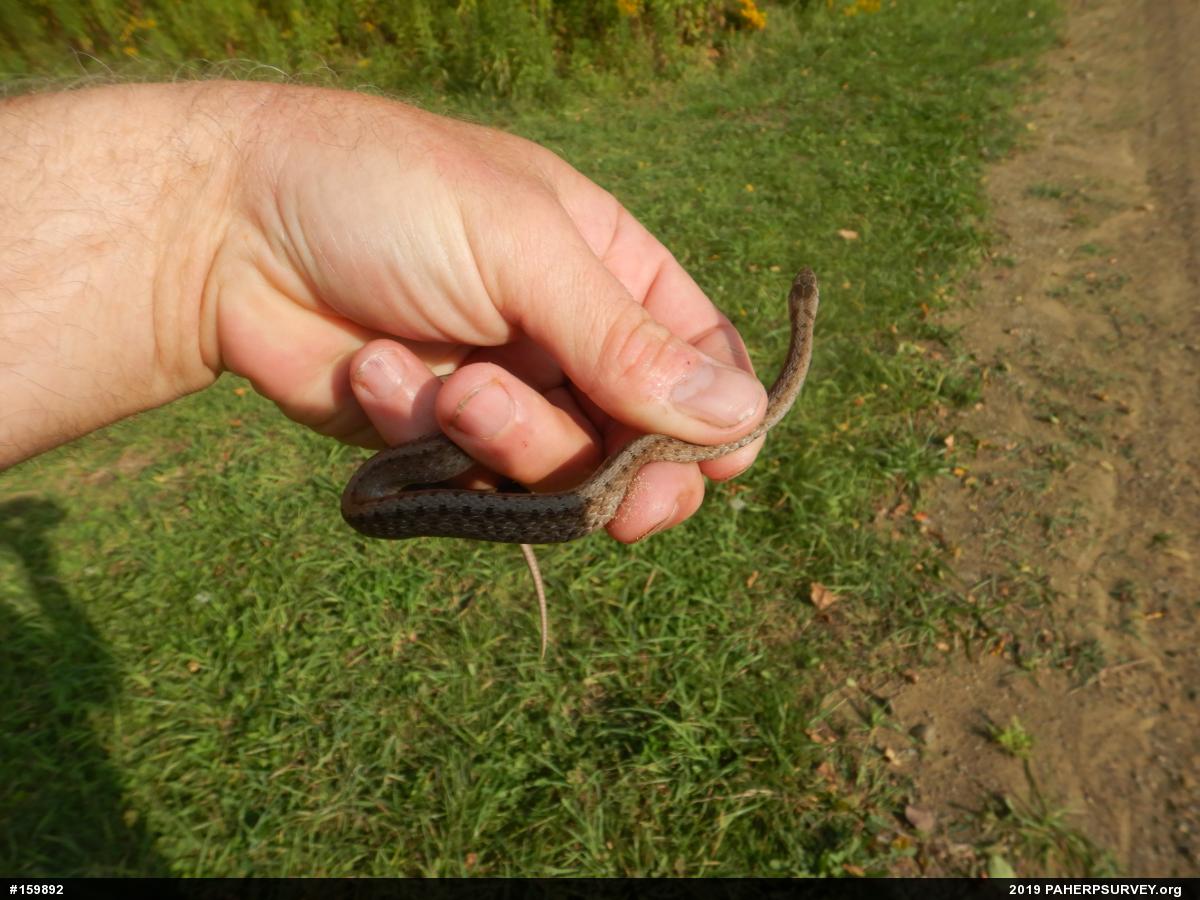 Dekay's Brownsnake