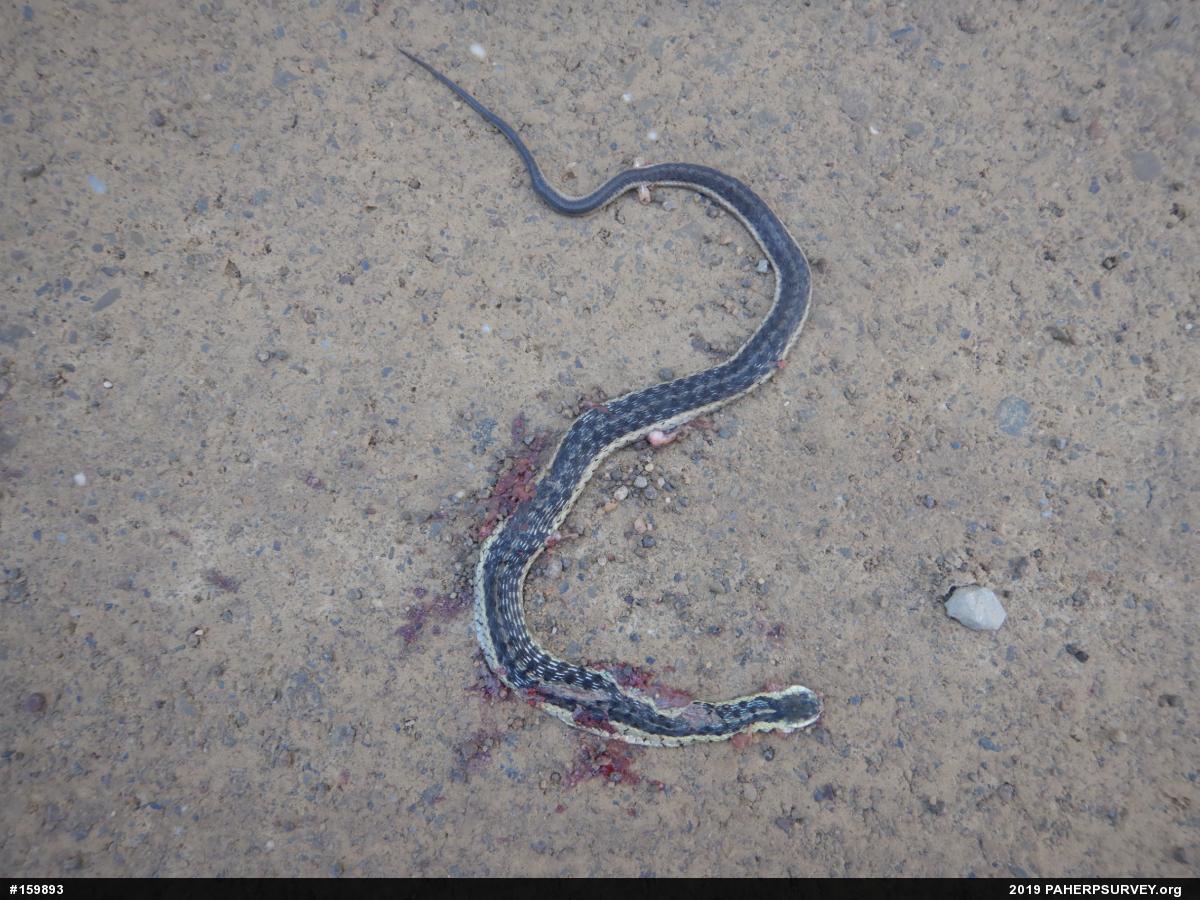 Eastern Gartersnake