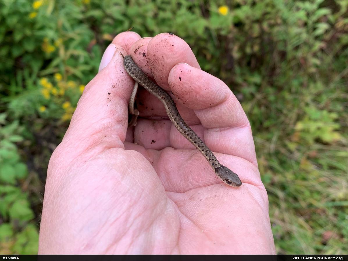 Eastern Gartersnake