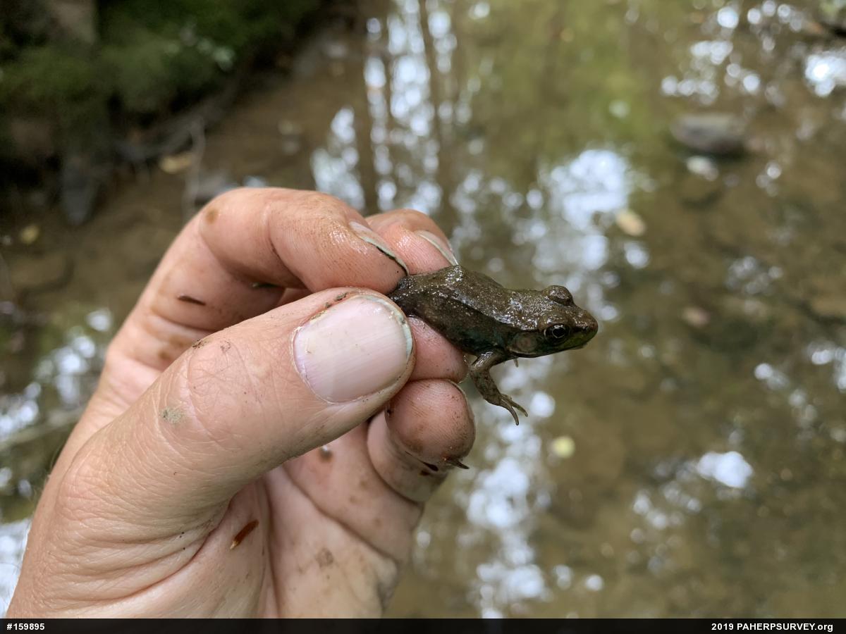 Green Frog