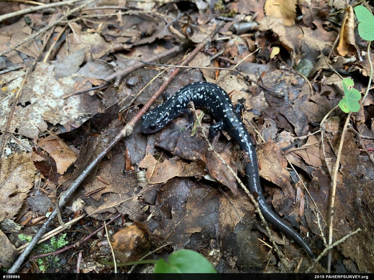 Northern Slimy Salamander