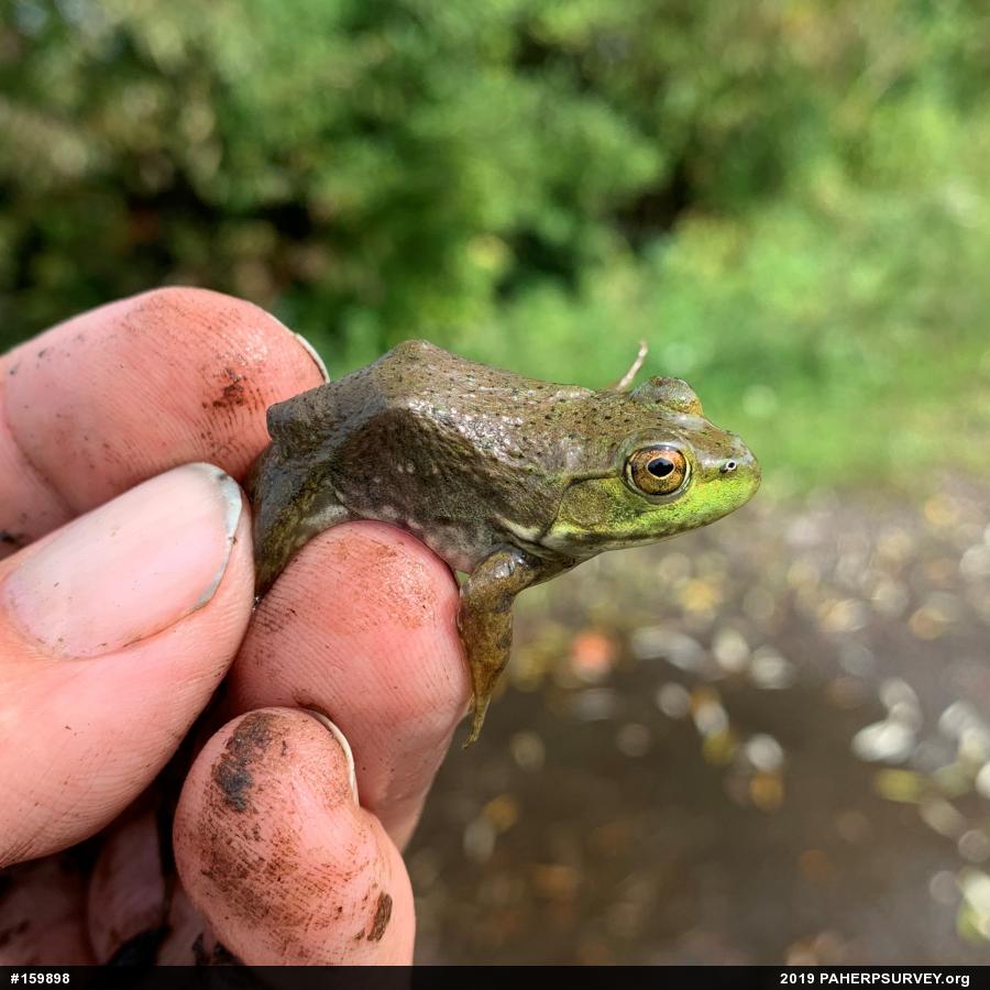 American Bullfrog