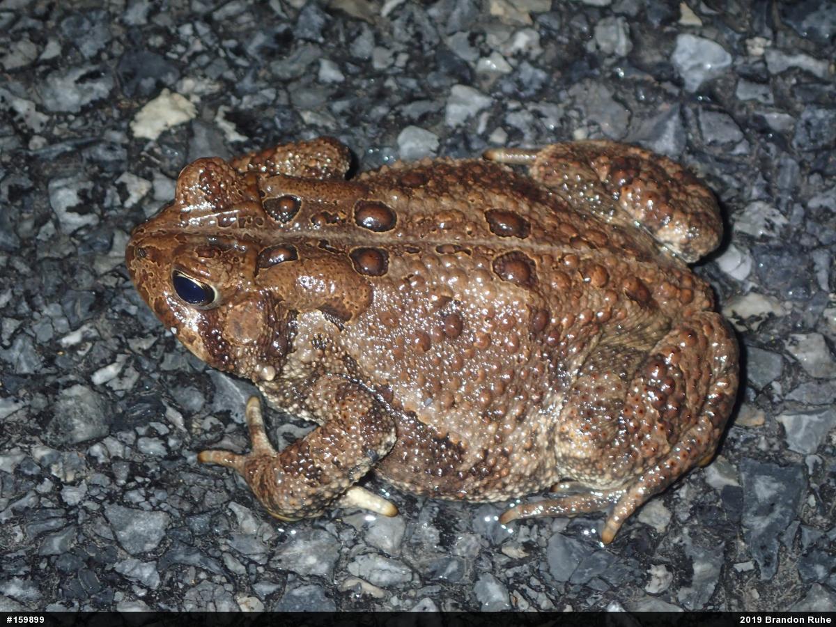 Eastern American Toad