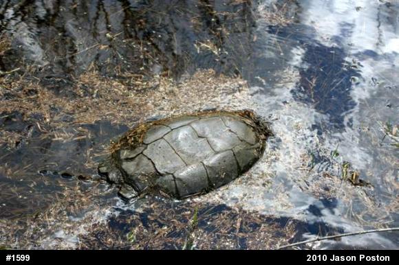 Snapping Turtle