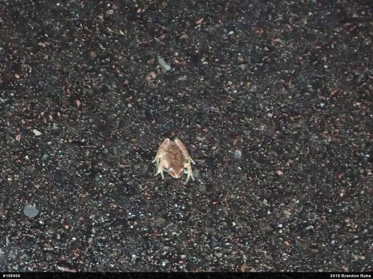 Spring Peeper