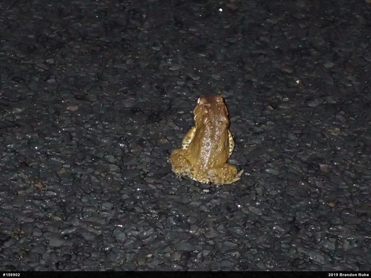 Eastern American Toad