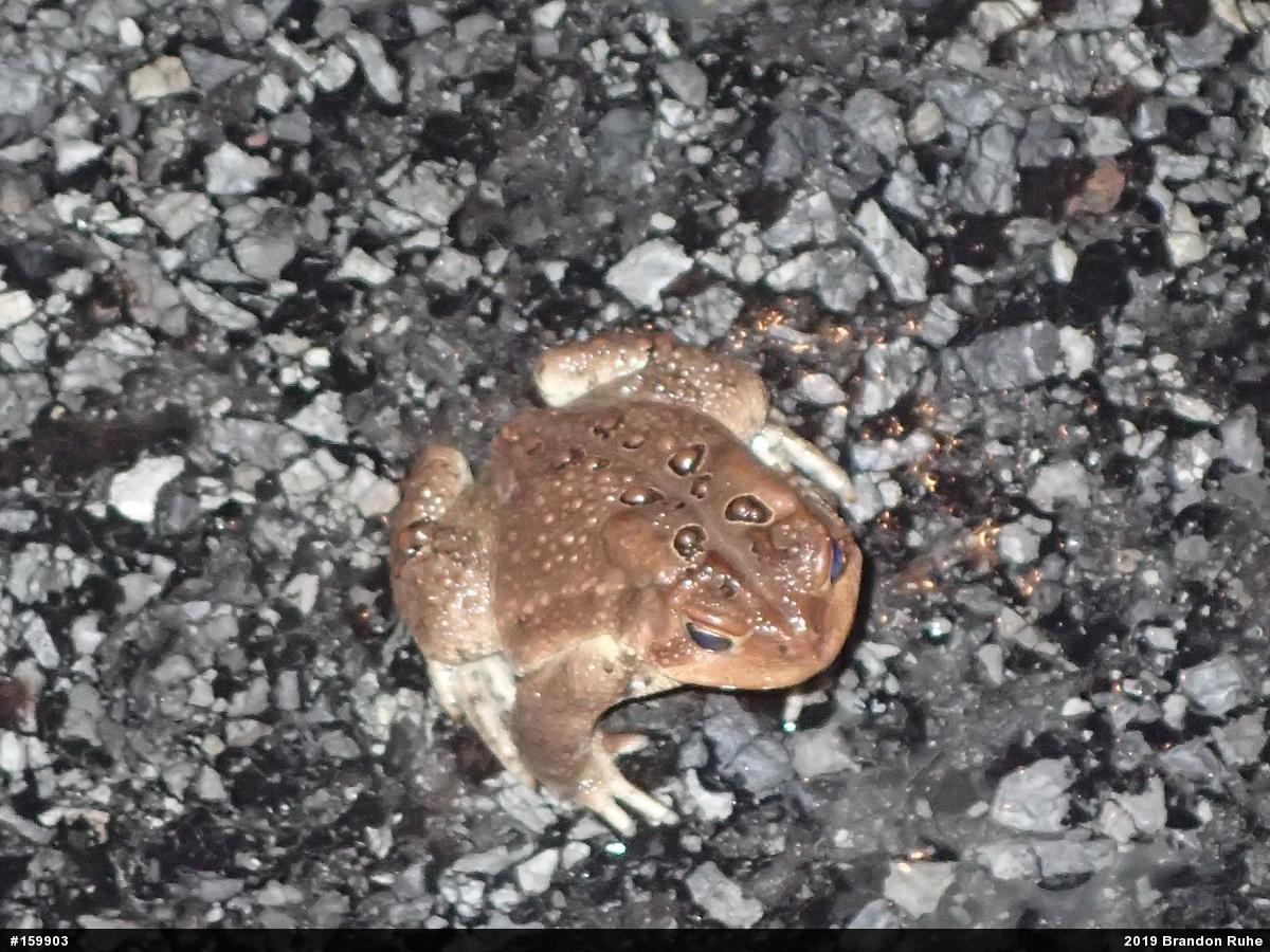 Eastern American Toad