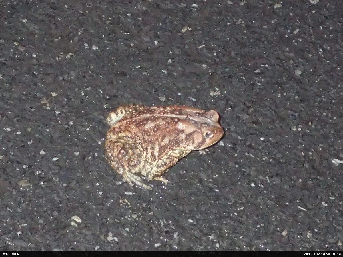 Eastern American Toad
